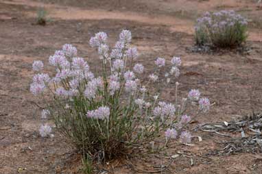 APII jpeg image of Ptilotus semilanatus  © contact APII