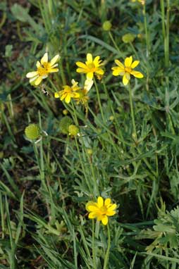 APII jpeg image of Ranunculus undosus  © contact APII