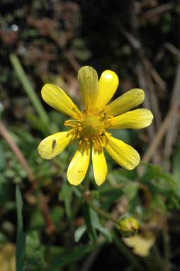 APII jpeg image of Ranunculus undosus  © contact APII