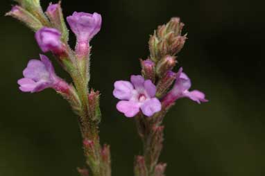 APII jpeg image of Verbena gaudichaudii  © contact APII