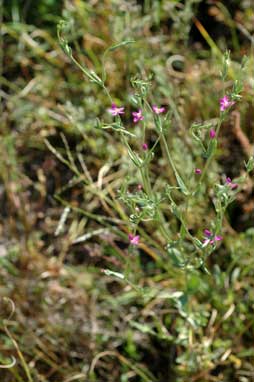 APII jpeg image of Centaurium tenuiflorum  © contact APII