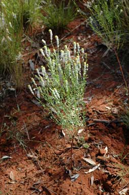 APII jpeg image of Pimelea trichostachya  © contact APII