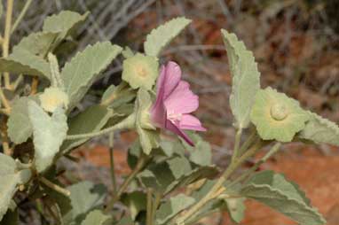 APII jpeg image of Hibiscus sturtii var. sturtii  © contact APII