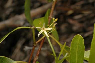 APII jpeg image of Alstonia constricta  © contact APII