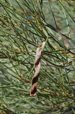 APII jpeg image of Acacia sibirica  © contact APII