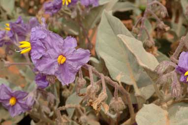 APII jpeg image of Solanum ellipticum  © contact APII