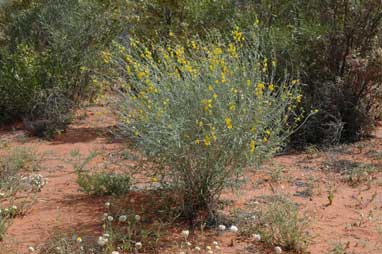 APII jpeg image of Crotalaria eremaea subsp. eremaea  © contact APII