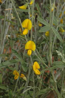 APII jpeg image of Crotalaria eremaea subsp. eremaea  © contact APII