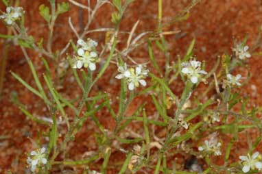 APII jpeg image of Arabidella eremigena  © contact APII