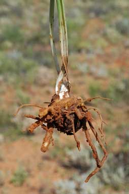 APII jpeg image of Bulbine fraseri  © contact APII