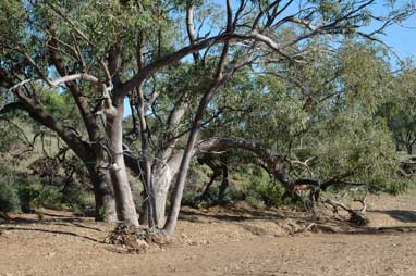 APII jpeg image of Eucalyptus camaldulensis  © contact APII