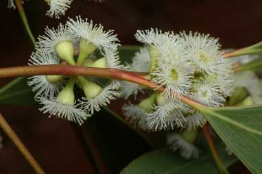 APII jpeg image of Eucalyptus populnea  © contact APII