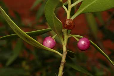 APII jpeg image of Myoporum montanum  © contact APII