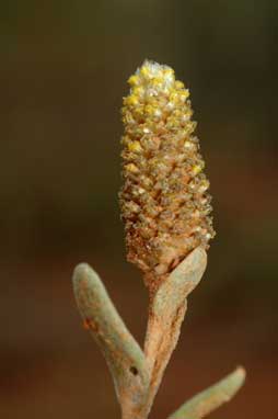 APII jpeg image of Angianthus brachypappus  © contact APII