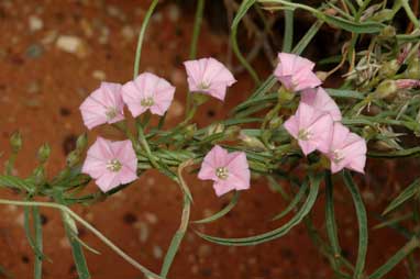 APII jpeg image of Convolvulus remotus  © contact APII