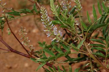 APII jpeg image of Glycyrrhiza acanthocarpa  © contact APII