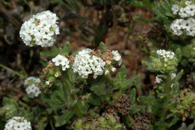 APII jpeg image of Heliotropium asperrimum  © contact APII