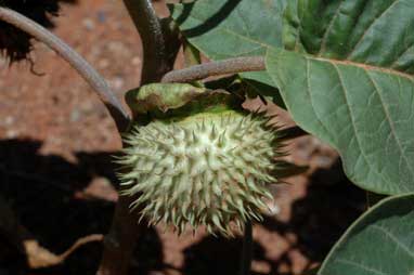 APII jpeg image of Datura inoxia  © contact APII