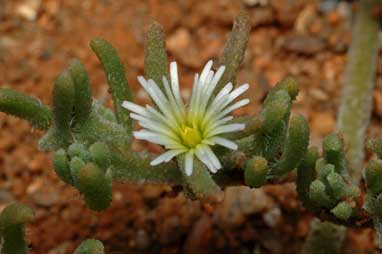 APII jpeg image of Mesembryanthemum nodiflorum  © contact APII