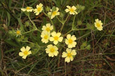 APII jpeg image of Potentilla recta  © contact APII