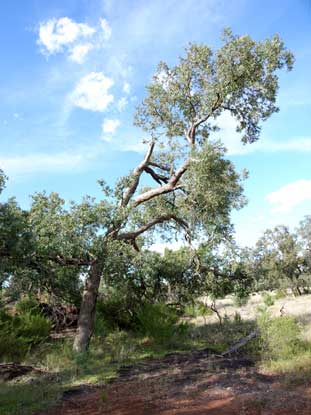 APII jpeg image of Angophora  © contact APII