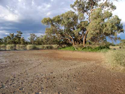 APII jpeg image of Eucalyptus largiflorens  © contact APII