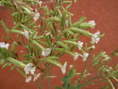 APII jpeg image of Nicotiana velutina  © contact APII