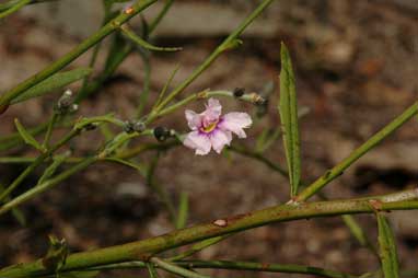 APII jpeg image of Dampiera lanceolata  © contact APII