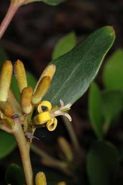 APII jpeg image of Persoonia laurina  © contact APII