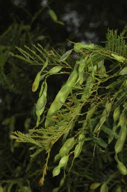 APII jpeg image of Acacia cardiophylla  © contact APII