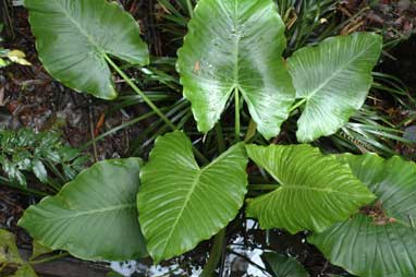 APII jpeg image of Alocasia brisbanensis  © contact APII