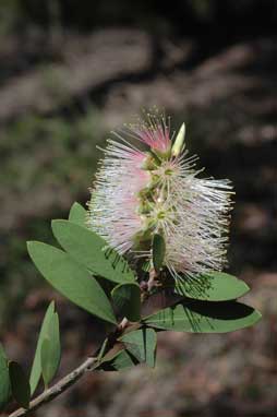 APII jpeg image of Callistemon citrinus 'Angela'  © contact APII