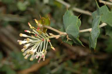 APII jpeg image of Grevillea amplexans  © contact APII