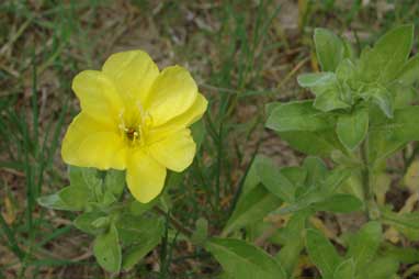 APII jpeg image of Oenothera drummondii subsp. drummondii  © contact APII