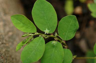 APII jpeg image of Phyllanthus tenellus  © contact APII