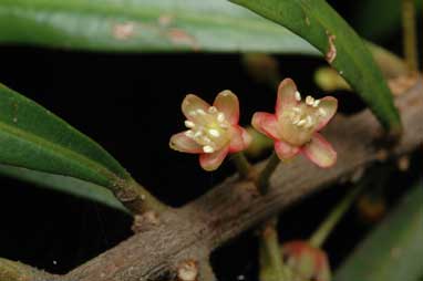 APII jpeg image of Samadera sp. Moonee Creek (J.King s.n. Nov. 1949)  © contact APII