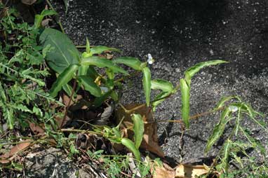 APII jpeg image of Commelina ensifolia  © contact APII