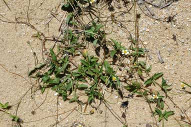 APII jpeg image of Tridax procumbens  © contact APII