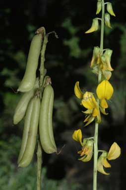 APII jpeg image of Crotalaria pallida var. obovata  © contact APII