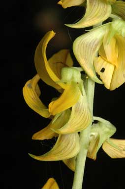 APII jpeg image of Crotalaria pallida var. obovata  © contact APII