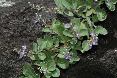 APII jpeg image of Vitex rotundifolia  © contact APII