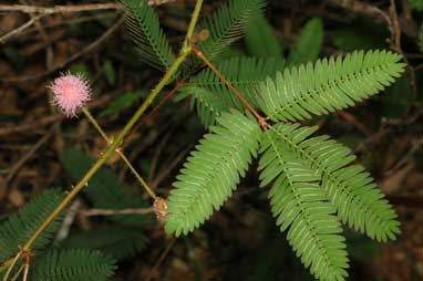 APII jpeg image of Mimosa pudica var. unijuga  © contact APII