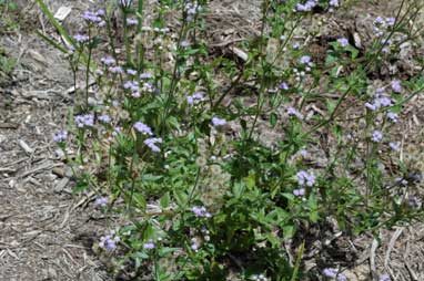 APII jpeg image of Ageratum conyzoides subsp. conyzoides  © contact APII