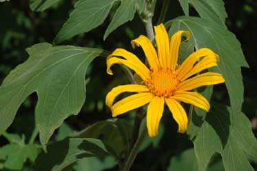 APII jpeg image of Tithonia diversifolia  © contact APII