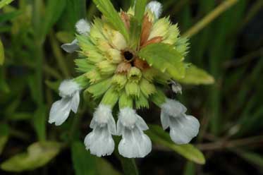 APII jpeg image of Leucas lavandulifolia  © contact APII