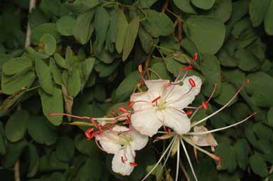 APII jpeg image of Bauhinia hookeri  © contact APII