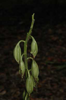 APII jpeg image of Phaius australis  © contact APII