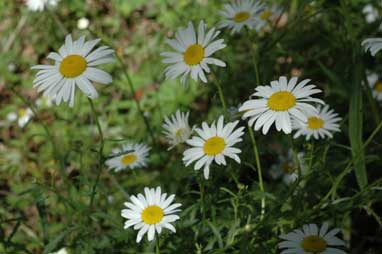 APII jpeg image of Leucanthemum vulgare  © contact APII