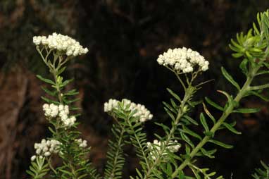 APII jpeg image of Ozothamnus diosmifolius  © contact APII