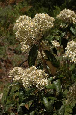 APII jpeg image of Olearia covenyi  © contact APII